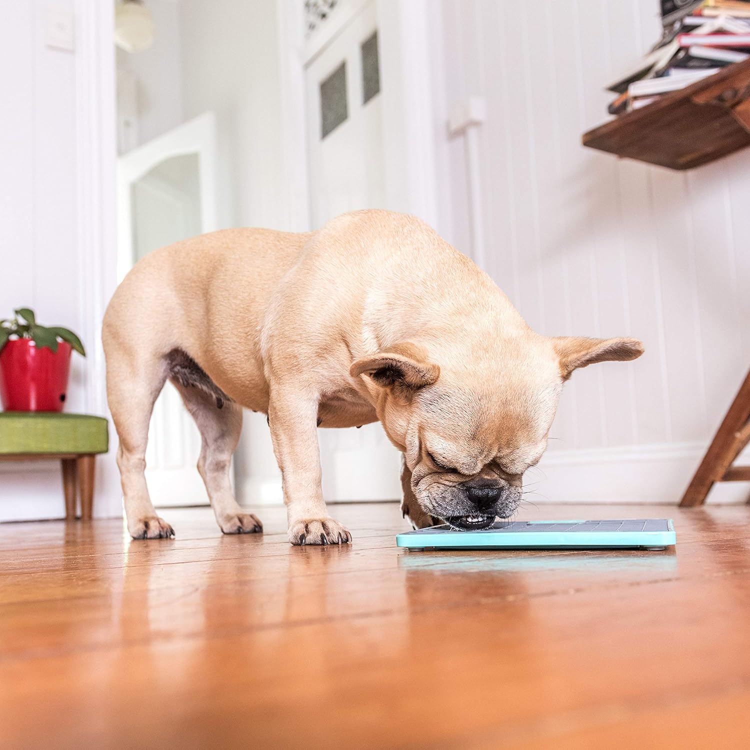 Transform Anxiety into Joyful Relaxation for Your Dog